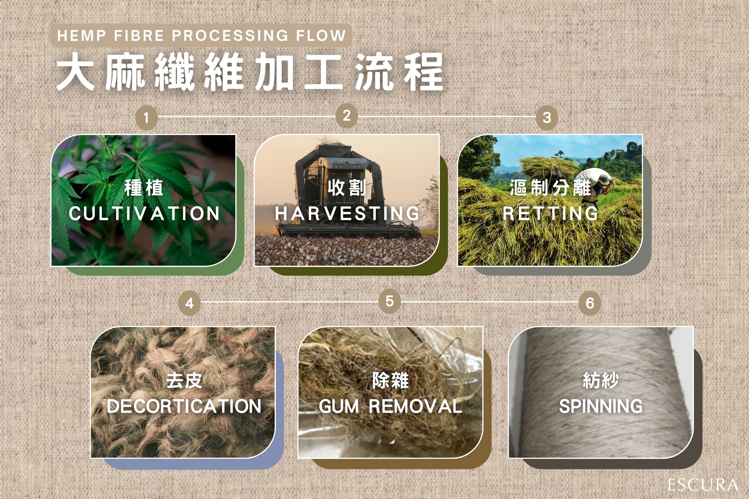 工業大麻從田間種植到紡織成衣的加工流程
